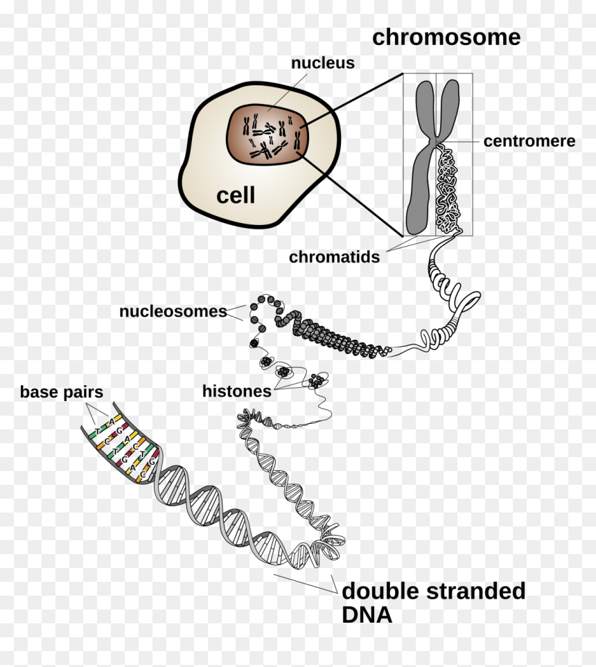 By Nih, User - Organisms Alike And Different, HD Png Download - chromosome png