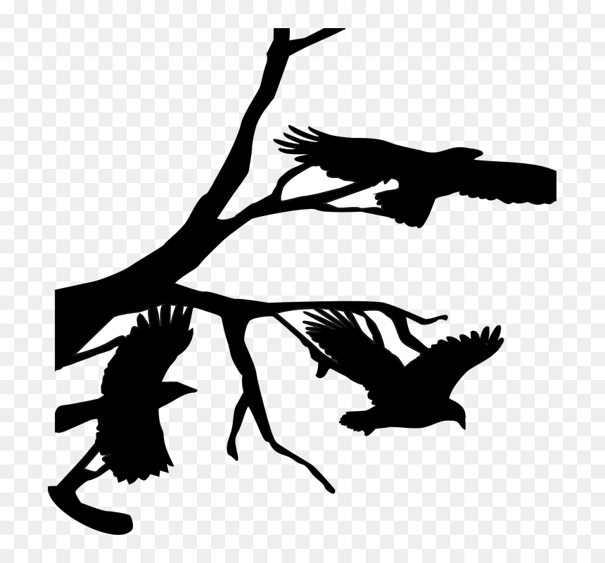Three Crows Raven - Crow On Branch Silhouette, HD Png Download - crows png