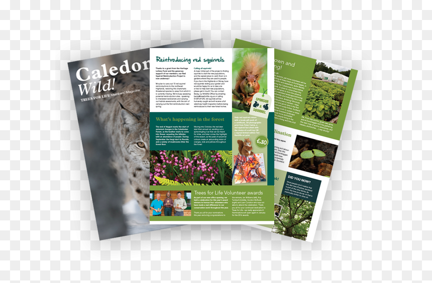 Join Trees For Life And Receive Our Exclusive Members - Brochure, HD Png Download - exclusive png