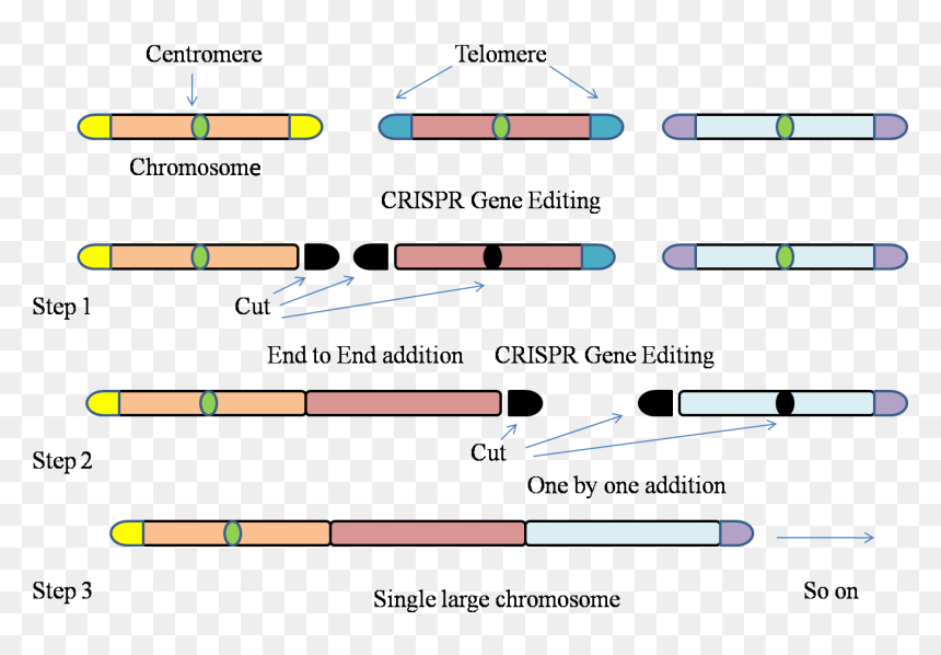 Gene-editing Technology Used To Fit Entire Genome Of - Parallel, HD Png Download - chromosome png