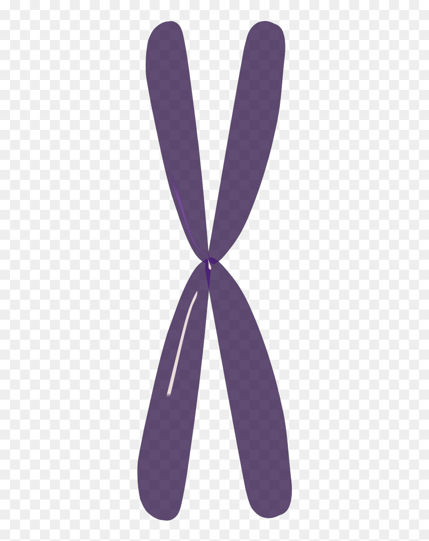 Clip Art, HD Png Download - chromosome png