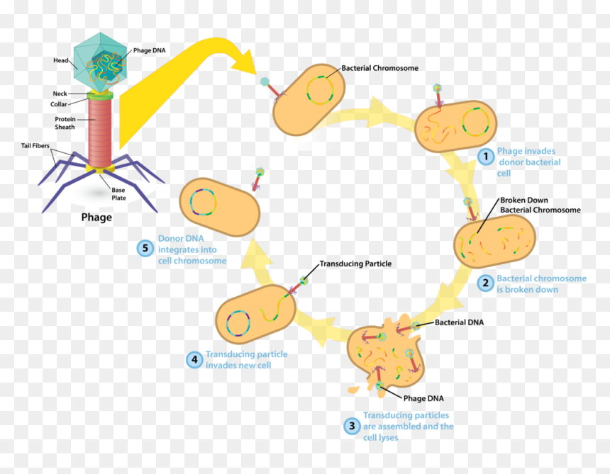 Bacteriophage V4 - Transduction Of Bacterial Cells, HD Png Download - chromosome png