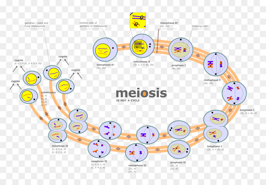 Thumb Image - Meiosis Is Not A Cycle, HD Png Download - chromosome png
