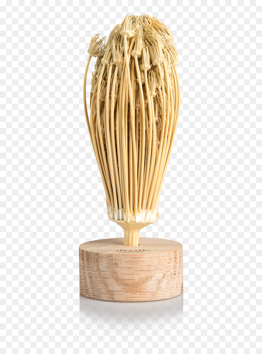 Rivsalt Toothpick Plant, HD Png Download - toothpick png