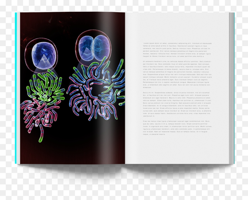 Graphic Design, HD Png Download - chromosome png
