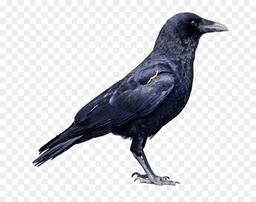  crows Ata Png - Transparent Crows Images Hd Png, Png Download - crows png