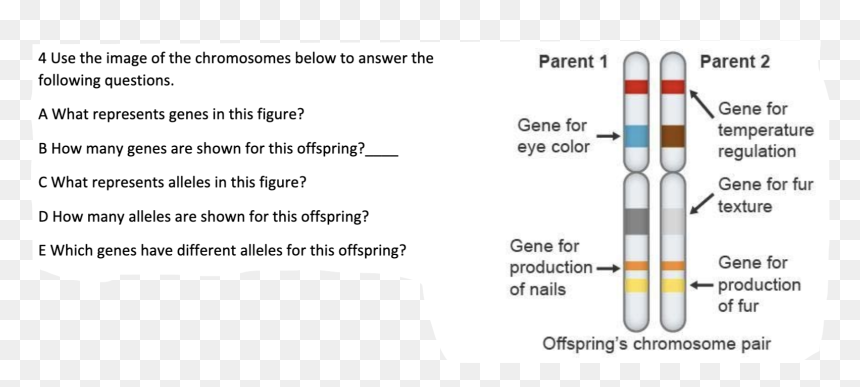 Screenshot, HD Png Download - chromosome png