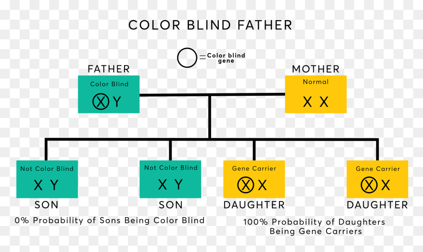 Color Blindness Causes, HD Png Download - chromosome png