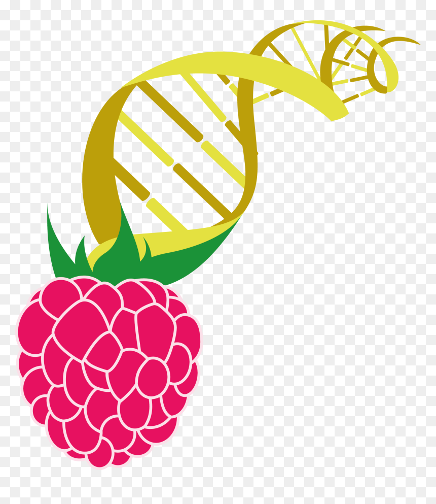 Bachberry, HD Png Download - berry png