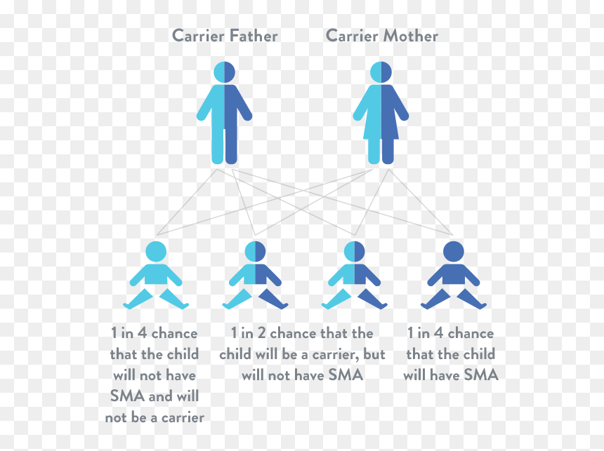 Chromosome Png, Transparent Png - chromosome png