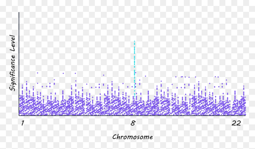 Shireen, HD Png Download - chromosome png