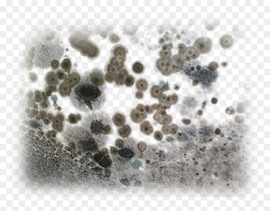 Black Toxic Mold, HD Png Download - mold png