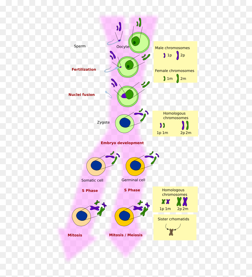 Meiosis-mitosis - Meiosis Histologia, HD Png Download - chromosome png