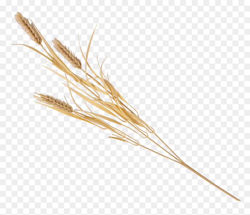 Pl105 - Hordeum, HD Png Download - wheat stalk png