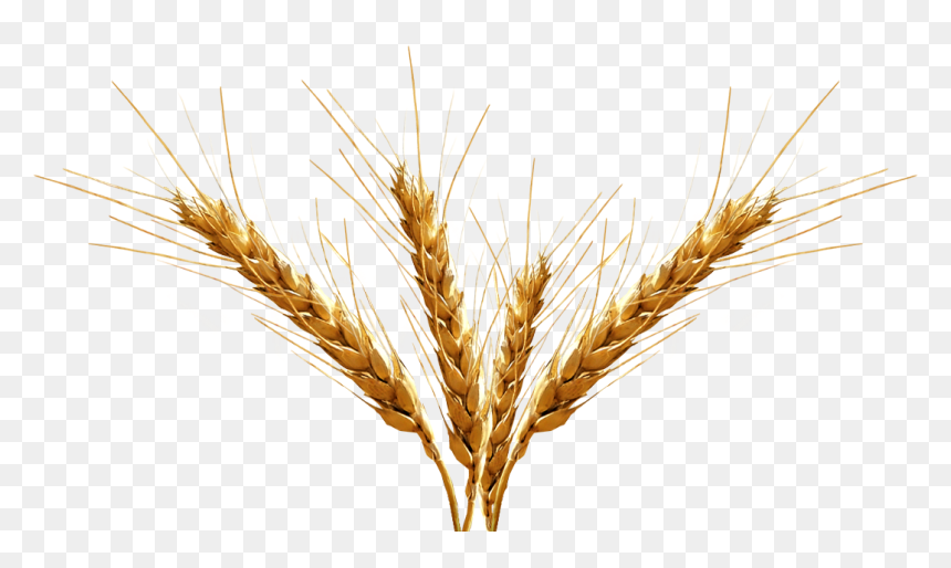 Barley Png Transparent Image - Transparent Background Wheat Spikes Png, Png Download - wheat stalk png