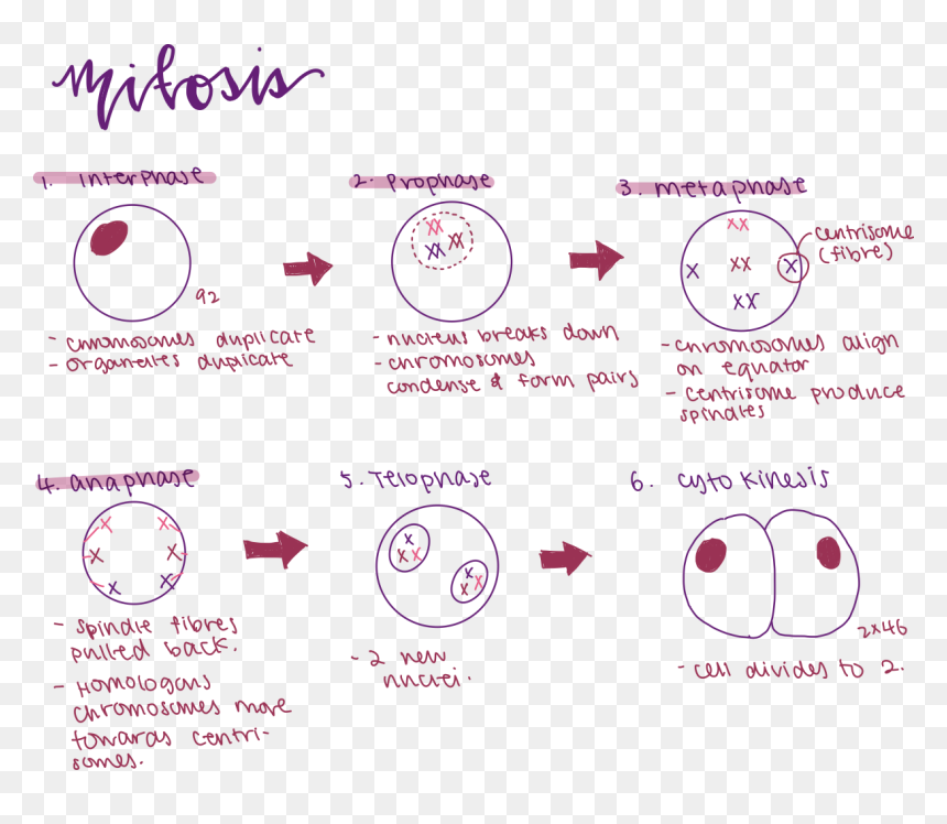 Circle, HD Png Download - chromosome png