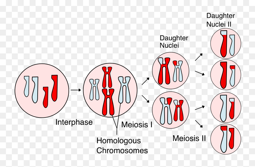 Stages Of Meiosis, HD Png Download - chromosome png