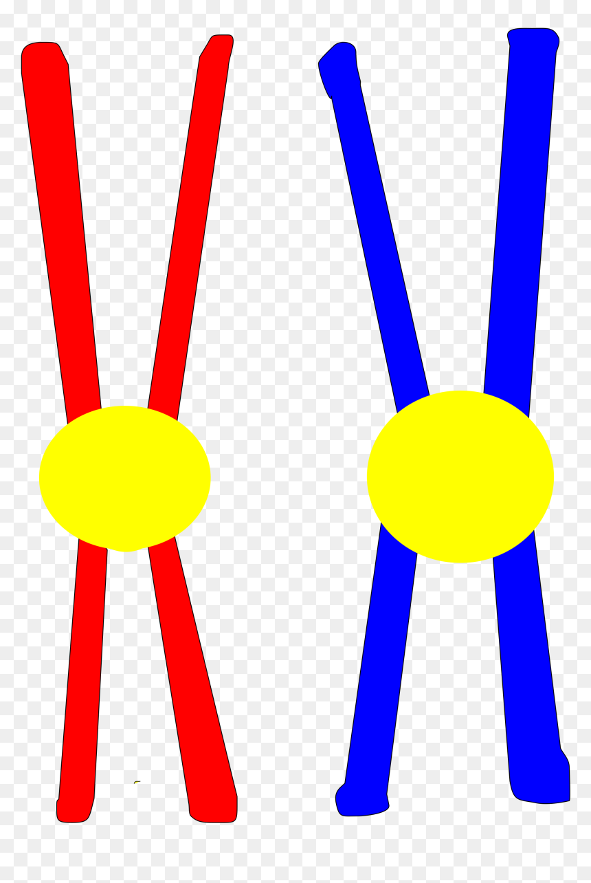 File Chromosome Pair Svg - Chromosome Pair, HD Png Download - chromosome png
