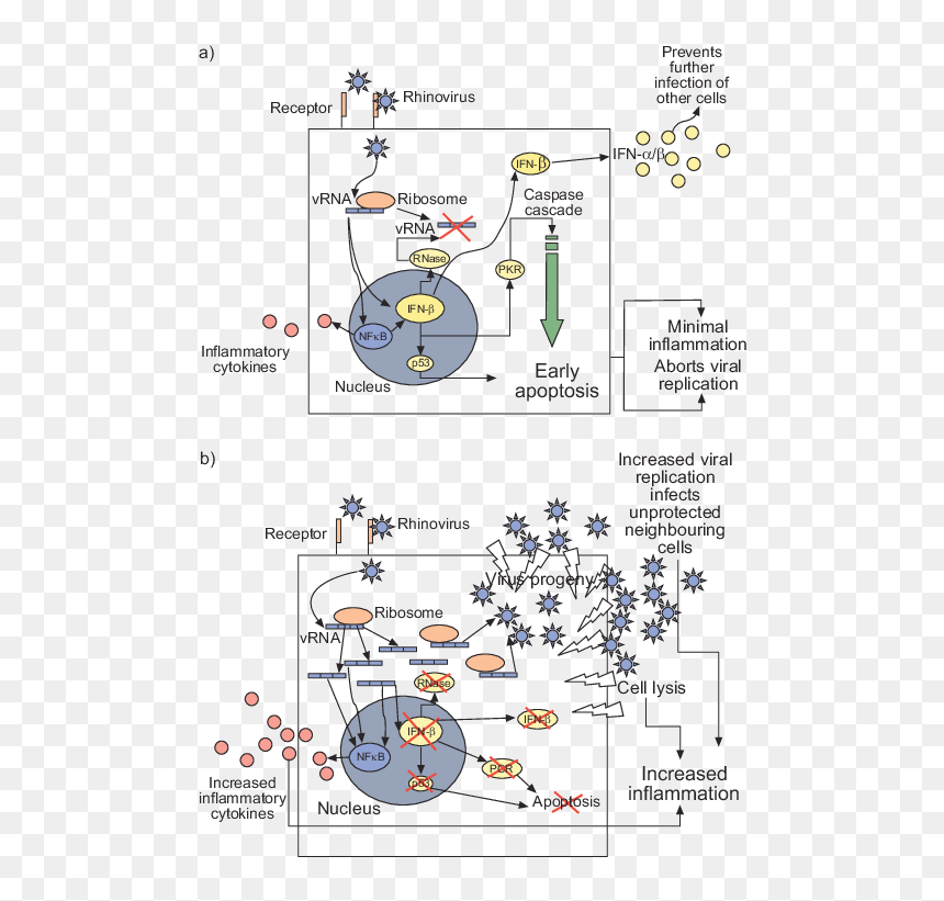 Inflammation Cascade Viral Infection, HD Png Download - corona de espinas png