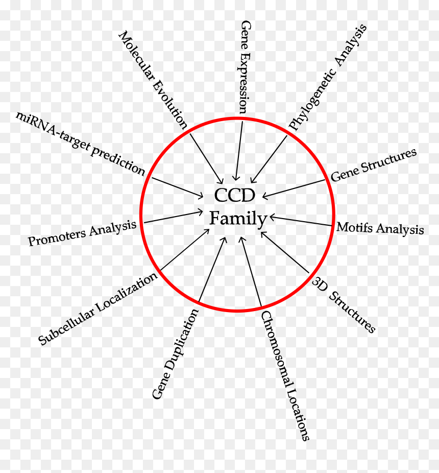 Diagram, HD Png Download - chromosome png