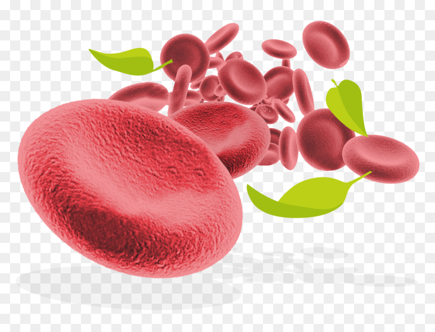 Red Blood Cells And Leaves - Pigmento Clorofila Png, Transparent Png - cells png