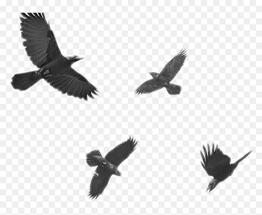 Black Raven , Png Download - Işte Kuşlarda Gitti Giderler Aldırma, Transparent Png - crows png