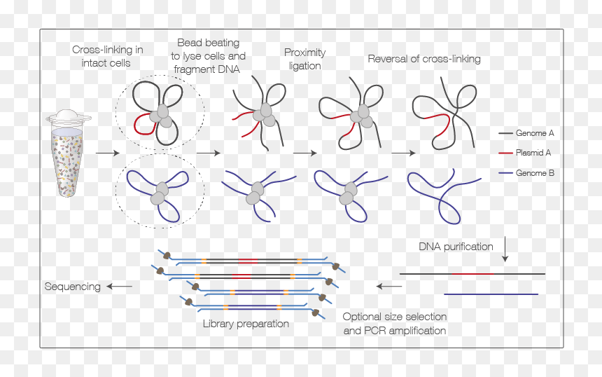 Diagram, HD Png Download - chromosome png