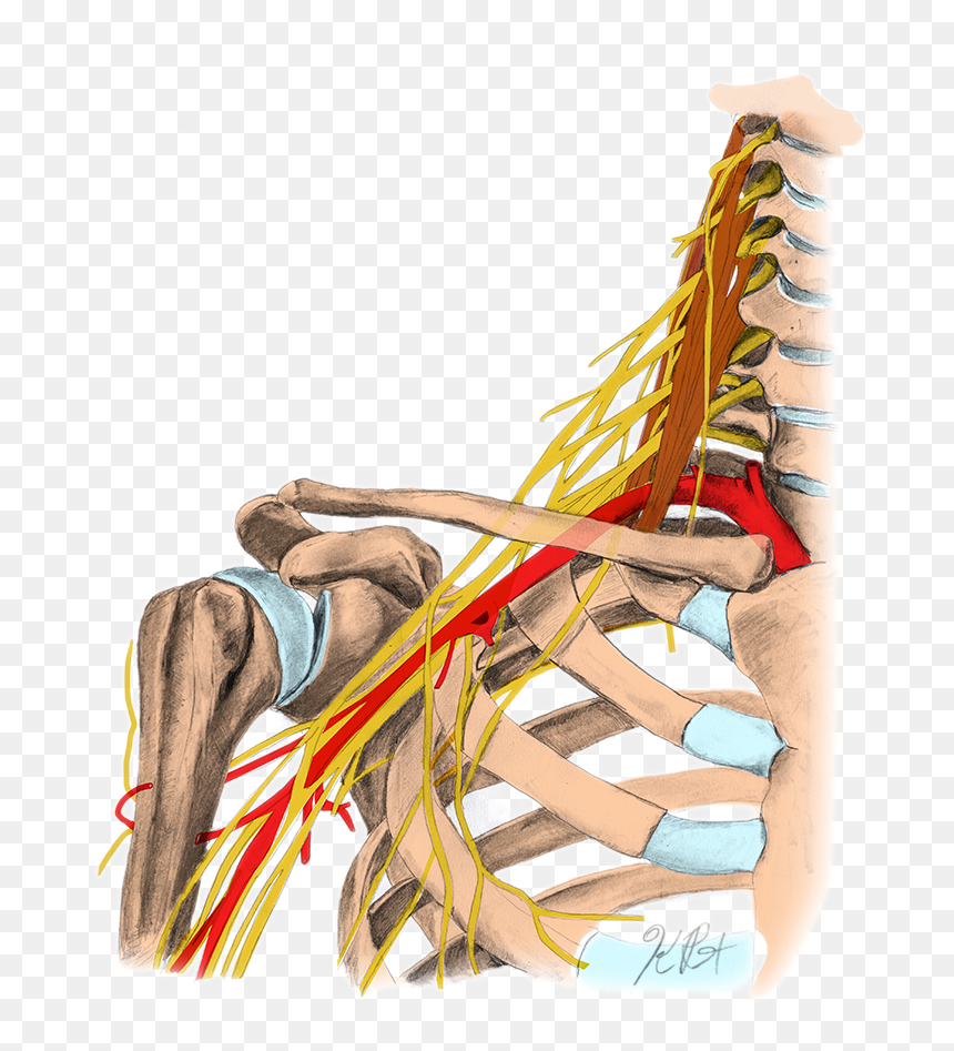 Bracialplexus Color, HD Png Download - plexus png