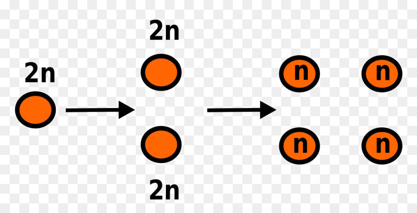 Meiosis Is The Form Of Cell Division That Halves The, HD Png Download - chromosome png