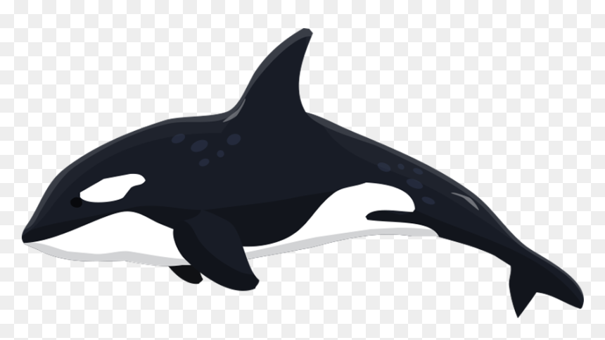 Fishbank Image Description - Transparent Killer Whale Clipart, HD Png Download - orca png