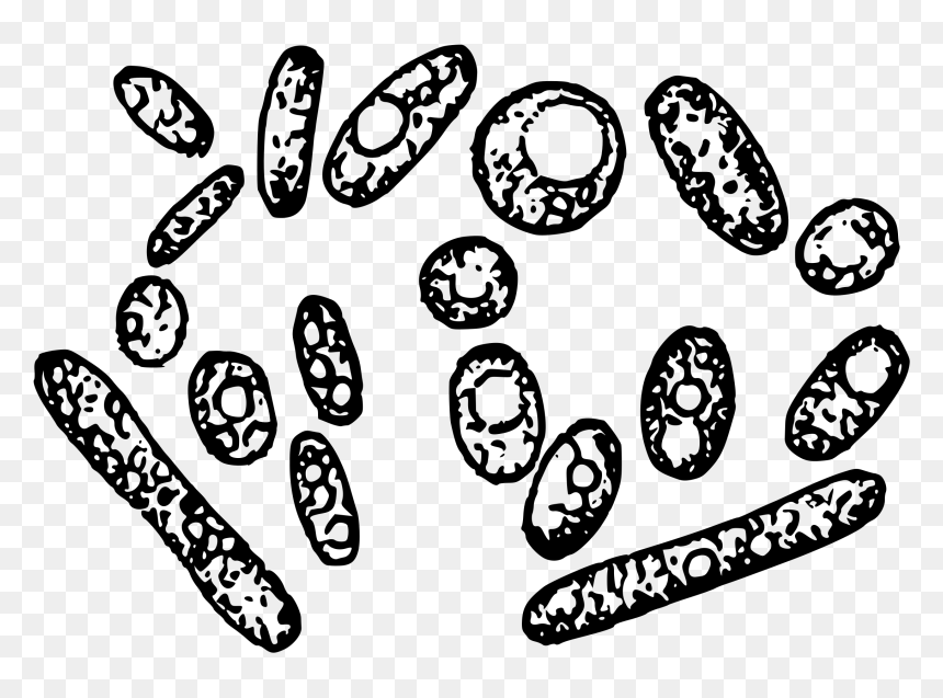 Yeast Cells Clip Arts - Yeast Clipart, HD Png Download - cells png
