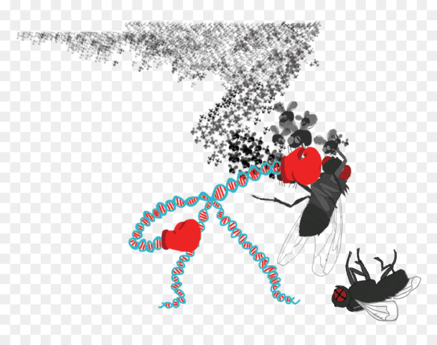 Illustration, HD Png Download - chromosome png