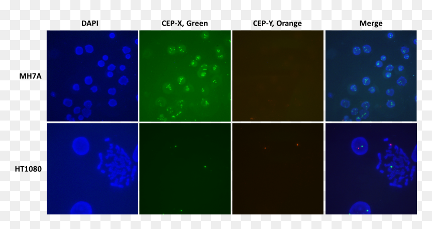 Crispr Fish, HD Png Download - chromosome png
