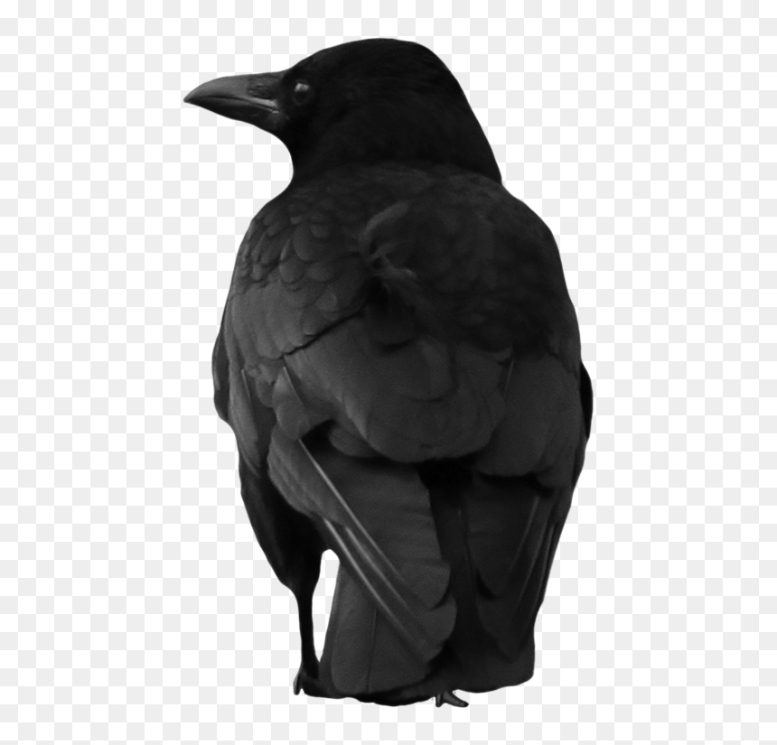 Crow Large Back - Aesthetic Crow, HD Png Download - crows png
