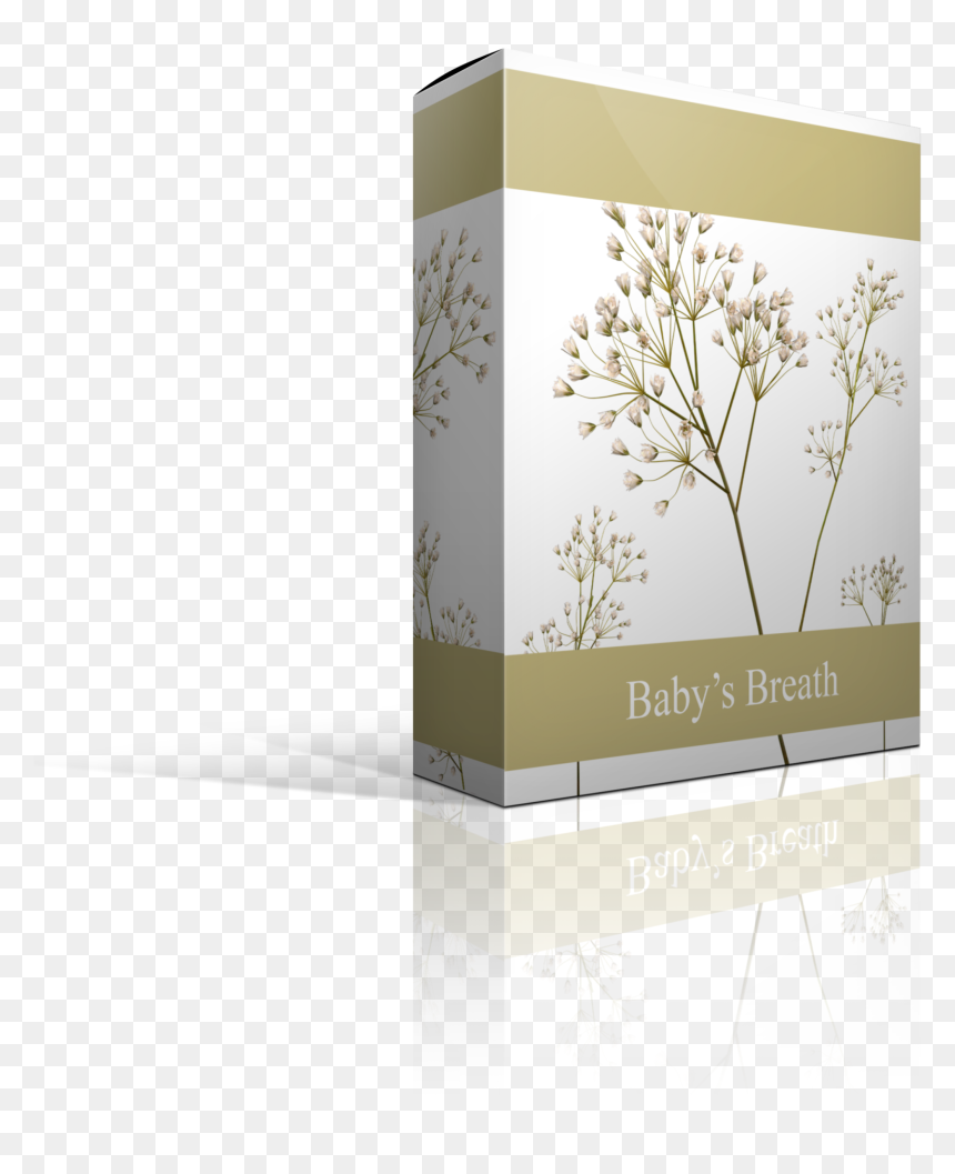 Baby"s-breath , Png Download - Cow Parsley, Transparent Png - breath png
