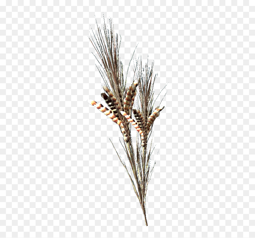 Nukapedia The Vault - Fallout 76 Blé Surin, HD Png Download - wheat stalk png