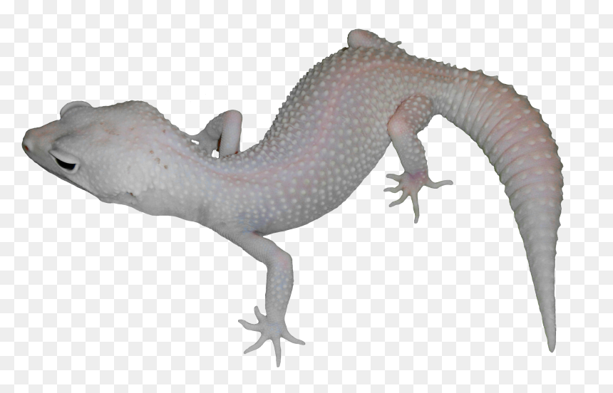 Moonlight - Alligator Lizard, HD Png Download - moonlight png