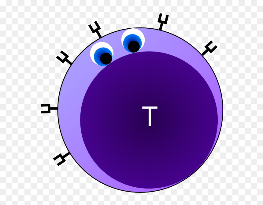 T Cell B Cell Cartoon Clipart - Seattle Art Museum, HD Png Download - cells png