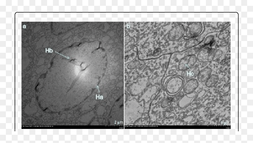 Screenshot, HD Png Download - condensation png