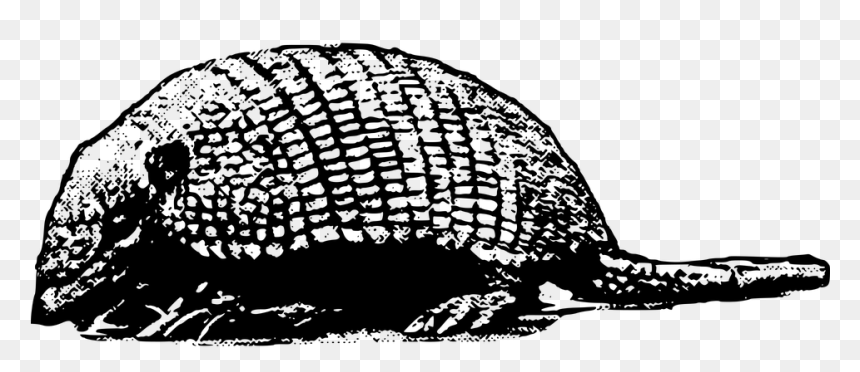 Portable Network Graphics, HD Png Download - armadillo png