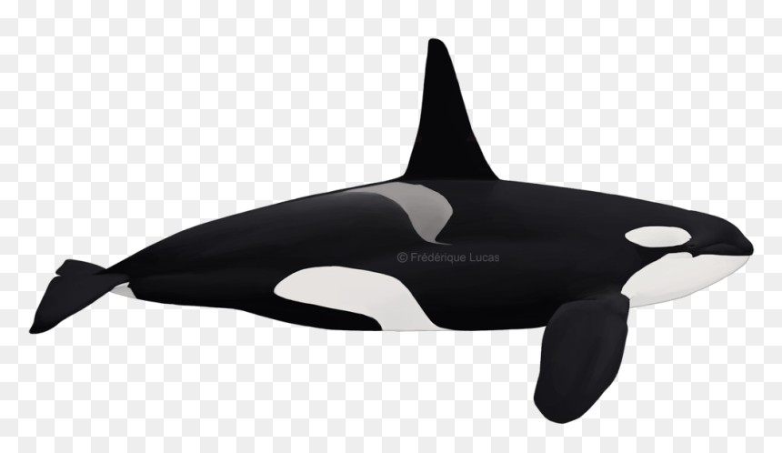 Eastern North Atlantic Killer Whale, HD Png Download - orca png