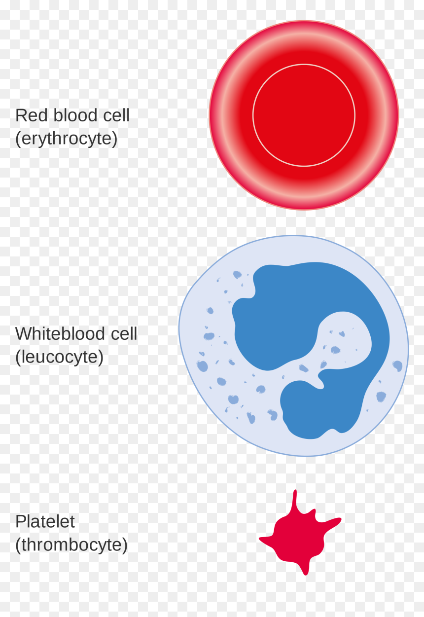 Blood White Cells Png , Png Download - 3 Cell Types In Blood, Transparent Png - cells png