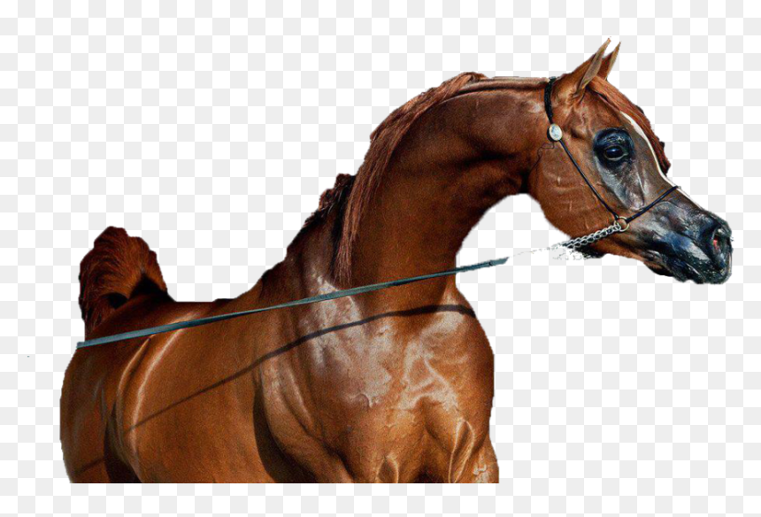 Caballo Png , Png Download - Sorrel, Transparent Png - caballo png