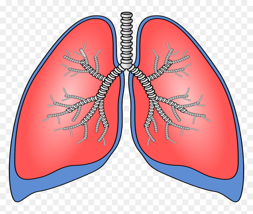 Breath Diagnostics And Mayo Clinic Partner On New Lung - Human Lungs Clipart, HD Png Download - breath png