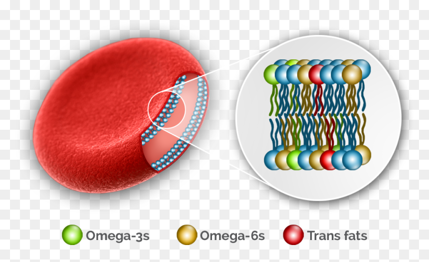 Oq Red Blood Cell Plus - Red Blood Cell Fatty Acid, HD Png Download - cells png