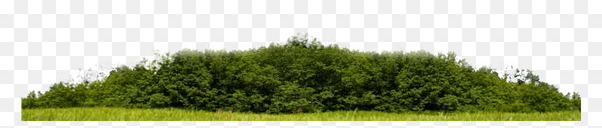 Grass, HD Png Download - miami skyline png