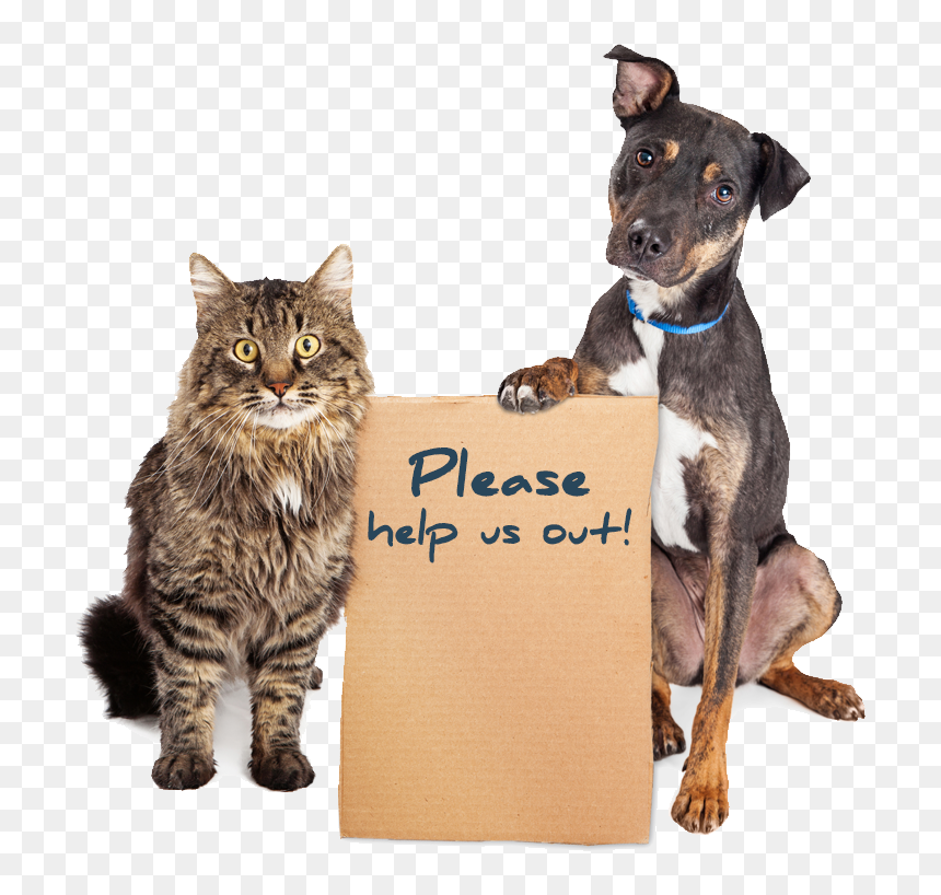Humane Society Dogs And Cats, HD Png Download - pet png