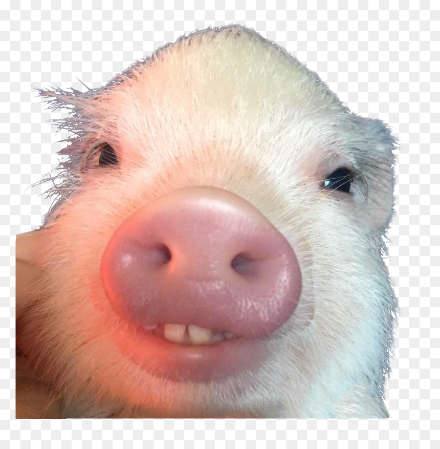 Piglet With Buck Teeth , Png Download - Pig With Buck Teeth, Transparent Png - buck teeth png