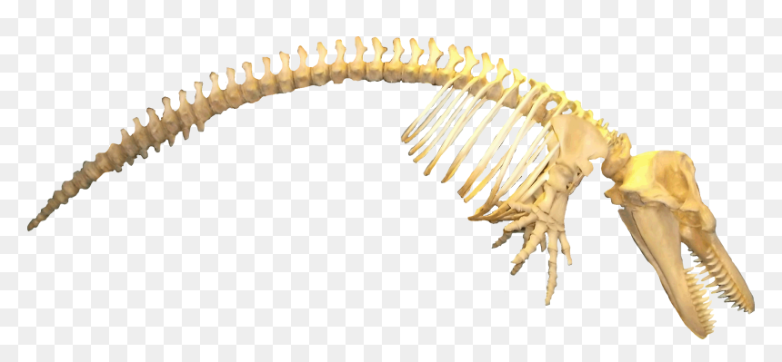 Orcinus Orca Killer Whale - Blue Whale Skeleton Transparent, HD Png Download - orca png
