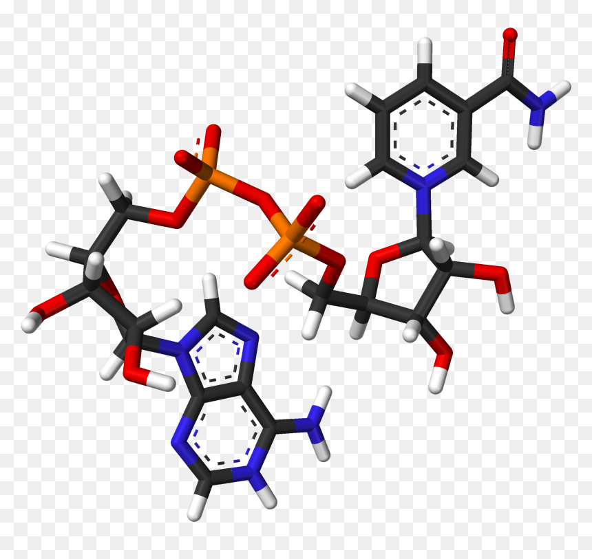 Nad From Xtal 2003 3d Sticks - Nicotinamide Adenine Dinucleotide, HD Png Download - sticks png